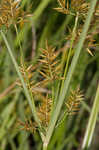 Yellow nutsedge <BR>Chufa